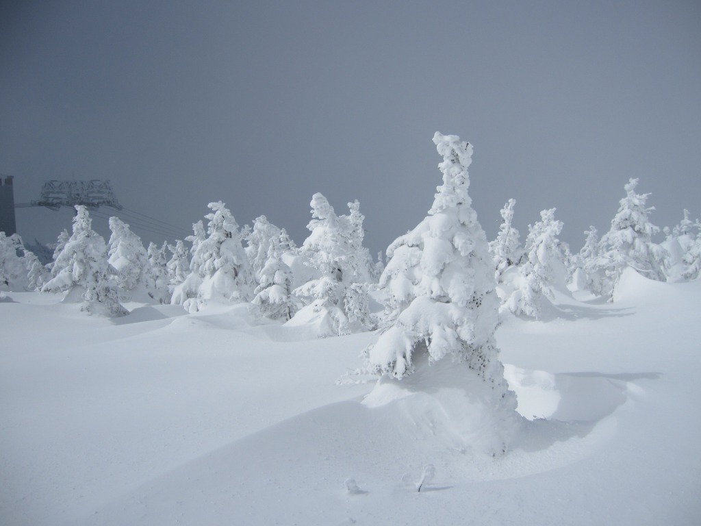 蔵王といえば有名なのがこの「樹氷」。その巨大な姿から「モンスター」と呼ばれています。
